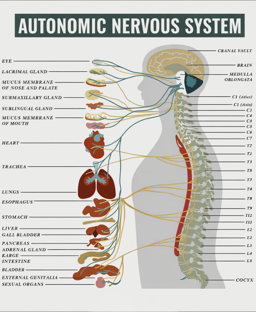 chiropractic nervous system chart spine and nervous system diagram nervous system chiropractic care brain stem and upper cervical spine nerves spinal nerves and organ function chiropractic nervous system function